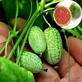 Rosepoem Mini 10pcs Semi di anguria Semi di piante ornamentali Semi di frutta foto / EUR 8,99