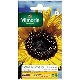 Vilmorin - Bustina semi Sole girasole fiore gigante foto / EUR 1,90