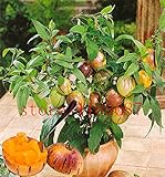100 mini semi di melone dolce melone albero non GMO-biologica di frutta e semi di ortaggi per il giardino di casa fai da te foto / EUR 3,49