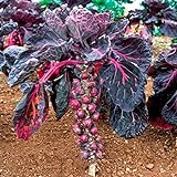 Pinkdose Viola semi di ortaggi semi di cavolo di Bruxelles germogli di cavolo mini mille teste per la casa pianta da giardino - 200pcs / lot foto / 