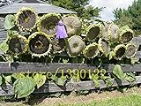 20 pezzi semi di girasole gigante giganti grandi semi di fiori di girasole nero russo semi di girasole per il giardino di casa foto / EUR 10,99