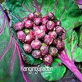 200pc semi viola melanzana. Naturale sementi di ortaggi verdi. il ricco giardino piantato Semplice foto / EUR 10,99