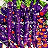 300PCS / bag Drago viola di semi di carota ginseng anti-aging nutriente Bonsai piante Semi per la casa e il giardino foto / EUR 10,99