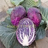 Pinkdose 200 semi di pezzi di cavolo verza frutta biologica viola e verdura per la casa giardino NO-OGM foto / 