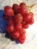 Elwyn 10 Authentic Ruby Roman Grapes Fruit Seeds photo / $14.99