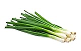 Scallion Bunching Onion Seeds, 250+ Evergreen Hardy White, Heirloom, Non-GMO, Allium fistulosum photo / $6.49
