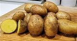 Simply Seed - 15 Piece Potato Seed - Naturally Grown - German Butterballs - Non GMO - Spring Planting photo / $11.99
