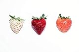 300Seeds Strawberry / Strawberry Seeds June Bearing photo / $9.99 ($0.03 / Count)