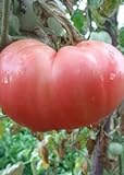 Tomaten Samen Tomaten Saat Saatgut Tomaten Tomatensamen Tomatensamen (PINK MAGIC) foto / 3,00 €