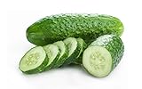 Bush Cucumber Seeds for Planting Outdoors Home Garden - Heirloom Vegetable Seeds - Bush Spacemaster Cucumber photo / $5.98