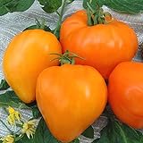 Tomate Altai Honig - Sehr Leckere Tomatensorte - ertragreich - 10 Samen foto / 3,70 €