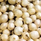 (20) Sweet White Ebanezer Onion Sets for Growing Your Own Onions for Great Tasting Vegetables photo / $10.69