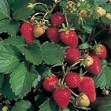 100 ALPINE STRAWBERRY Fragaria Vesca Fruit Berry Seeds photo / $3.00 ($0.03 / Count)