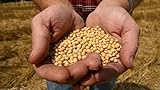 30 Piezas De Semillas De Soja Cultivan Su Propia Salud Verde No GMO Edamame En Jardín Patio Fácil De Mantener Adecuado Para Principiantes foto / 4,99 €