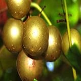 20 Seeds of Bronze White Muscadine Grape Seeds Wine OR Fresh Grapes photo / $19.99