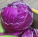 Cabbage Red Acre Great Heirloom Vegetable by Seed Kingdom 700 Seeds photo / $1.95