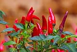Tabasco Hot Peppers Seeds, 1000+ Premium Heirloom Seeds, 90% Germination Rates Hot and Full of Flavor! A Must Have for Your Home Garden!, Non GMO, Highest photo / $10.55