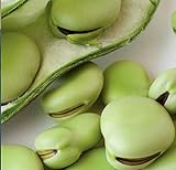 Aquadulce Fava Bean Seeds, 25 Premium Heirloom Seeds Per Packet, Non GMO Seeds, Botanical Name: Vicia faba, Isla's Garden Seeds photo / $6.75 ($0.27 / Count)