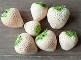 White Strawberry Seeds - 1,000+ Seeds - White Pineberry Seeds - Made in USA, Ships from Iowa. photo / $19.98 ($0.02 / Count)