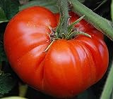 50 piezas de semillas de tomate reliquia de jardín que crece grandes frutos rojos regordetes variedades exóticas de verduras foto / 4,99 €
