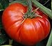 foto 50 piezas de semillas de tomate reliquia de jardín que crece grandes frutos rojos regordetes variedades exóticas de verduras