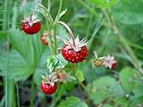 Strawberry Seeds, Woodland Wild Strawberry Fruit/Plant Seeds, 150 Strawberry Seeds Per Packet, Non GMO Seeds, (Fragaria vesca), Isla's Garden Seeds photo / $6.75 ($0.04 / Count)