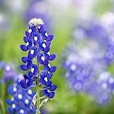 Texas Bluebonnet Seeds (Lupinus texensis) - Over 1,000 Premium Seeds - by 'createdbynature' photo / $9.99
