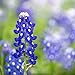 photo Texas Bluebonnet Seeds (Lupinus texensis) - Over 1,000 Premium Seeds - by 'createdbynature'