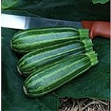 Bush Baby Squash Seeds (25 Seed Packet) (More Heirloom, Organic, Non GMO, Vegetable, Fruit, Herb, Flower Garden Seeds at Seed King Express) photo / $4.79