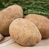 Kennebec Seed Potato - Productive and Easy to Grow - Includes one 2-lb Bag - Can't Ship to States of ID, ME, MT, or NE photo / $19.99