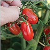 Red Grape Tomato Seeds (20+ Seeds) | Non GMO | Vegetable Fruit Herb Flower Seeds for Planting | Home Garden Greenhouse Pack photo / $3.69 ($0.18 / Count)