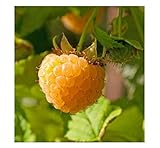 3 Anne Golden EverBearing Raspberry Plants - Large 2 Year Old Plant - Large Sweet photo / $39.95