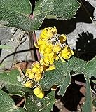 100pcs Seeds of Mahonia repens, Creeping Oregon Grape, Creeping Barberry photo / $9.98 ($0.10 / Count)