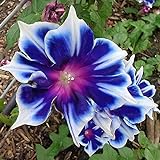 100pcs/pack Morning Glory Seeds Beautiful Perennial Flowers Seeds for Garden qc… photo / $8.39 ($0.08 / Count)