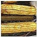 photo Everwilde Farms - 1/4 Lb Reid's Yellow Dent Open Pollinated Corn Seeds - Gold Vault