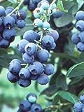 Pixies Gardens Tifblue Blueberry Bush - One of The Oldest Blueberry Cultivars Still Being Planted and Considered One of The Best. Good Pollinator (2 Gallon Potted) photo / $69.99
