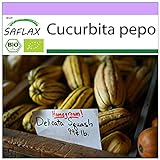 SAFLAX - Ecológico - Calabaza - Delicata - 6 semillas - Cucurbita pepo foto / 3,95 €