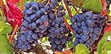 Grape Vine Seeds(Vitis vinifera) Enjoy the sweet juicy taste of homegrown grapes photo / $6.80