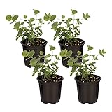 Live Aromatic and Healthy Herb - Eucalyptus (4 Per Pack), Natural Air Purifier, 10