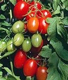 Juliet Grape Tomato 15 Seeds - High yields! photo / $3.18