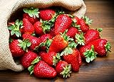 KIRA SEEDS - Fresca Strawberry Giant - Everbearing Fruits for Planting - GMO Free photo / $8.96 ($0.45 / Count)
