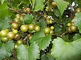 Pixies Gardens Scuppernong Muscadine Grape Vine Shrub Live Fruit Plant (1 Gallon Potted) photo / $59.99