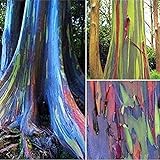 200 Piezas Semillas De Eucalipto Fuerte Adaptabilidad A La Siembra Fácil De Cuidar Adecuado Para Principiantes Eucalyptus Arcoíris Especies Raras Siembra En Interiores Durante Todo El Año foto / 4,99 €