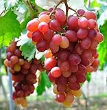 Giant Red Globe Grape Seeds - Biggest Variety, Juicy Fruits photo / $13.50