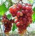 photo Giant Red Globe Grape Seeds - Biggest Variety, Juicy Fruits