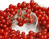 30+ Sweet Pea Currant Tomato Seeds, Heirloom Non-GMO, Extra Sweet and Heavy-Yielding, Low Acid, Indeterminate, Open-Pollinated, Long Season, Super Delicious, from USA photo / $5.89