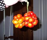 Very Rare Heirloom! Traveler's Tomato 20 Seeds! Pull Apart & eat Like Grapes! photo / $2.89