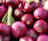 200 Organic Non-GMO Ruby Red Onion Seeds Burgundy photo / $4.29