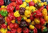 25 seeds SCOTCH BONNET PEPPER SEEDS-(Caribbean Mix) - RED,YELLOW,AND CHOCOLATE photo / $6.95 ($0.28 / Count)