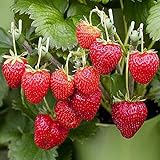 (2000 Seeds)Perpetual Strawberry Four Seasons Strawberry Seeds for Planting04 photo / $9.99 ($0.00 / Count)